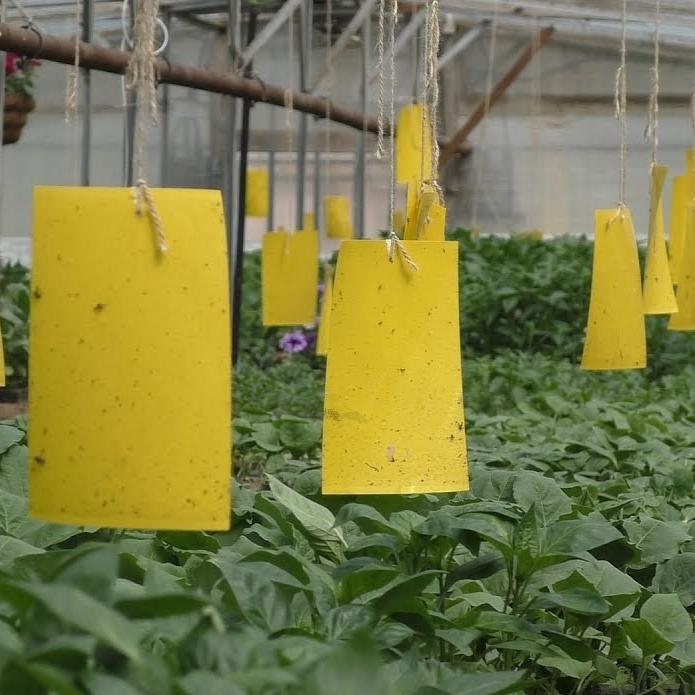 Ловушки желтые клеевые от белокрылки