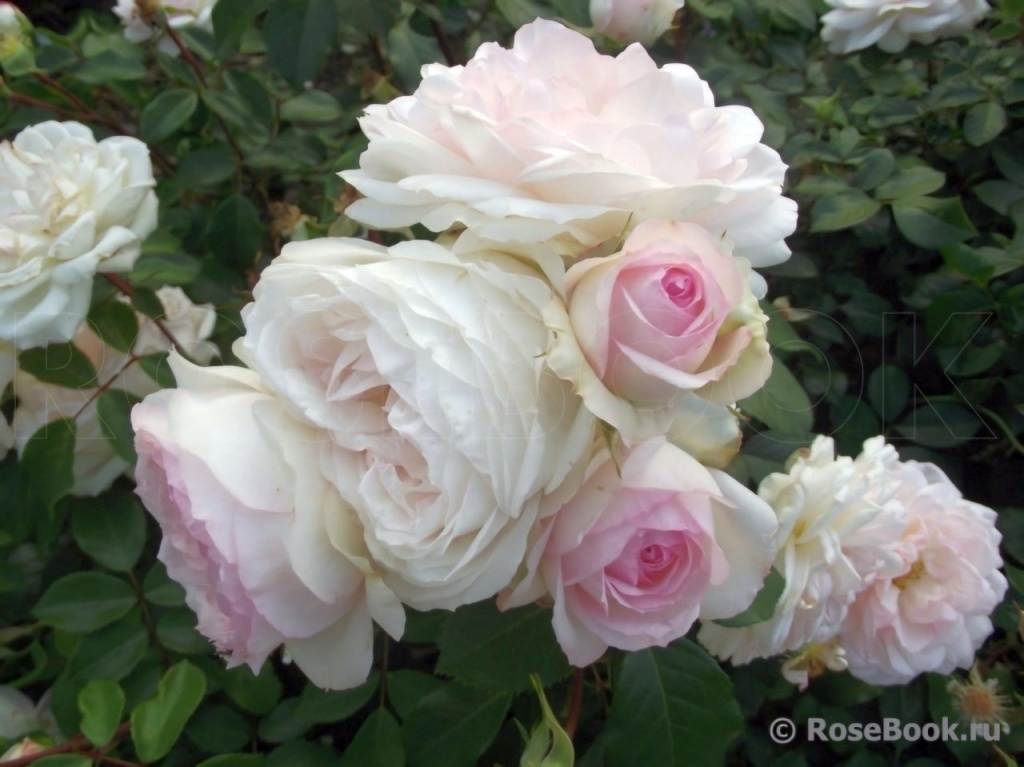 Роза флорибунда Стефани Баронин Цу Гуттенберг