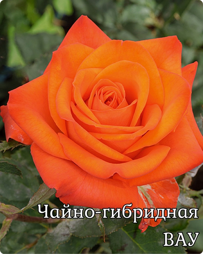 Роза чайно-гибридная Вау