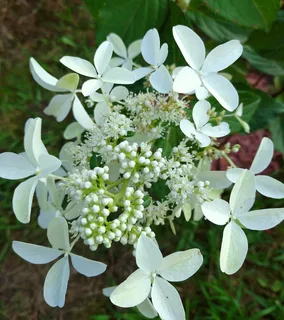 Гортензия метельчатая Стар Роуз