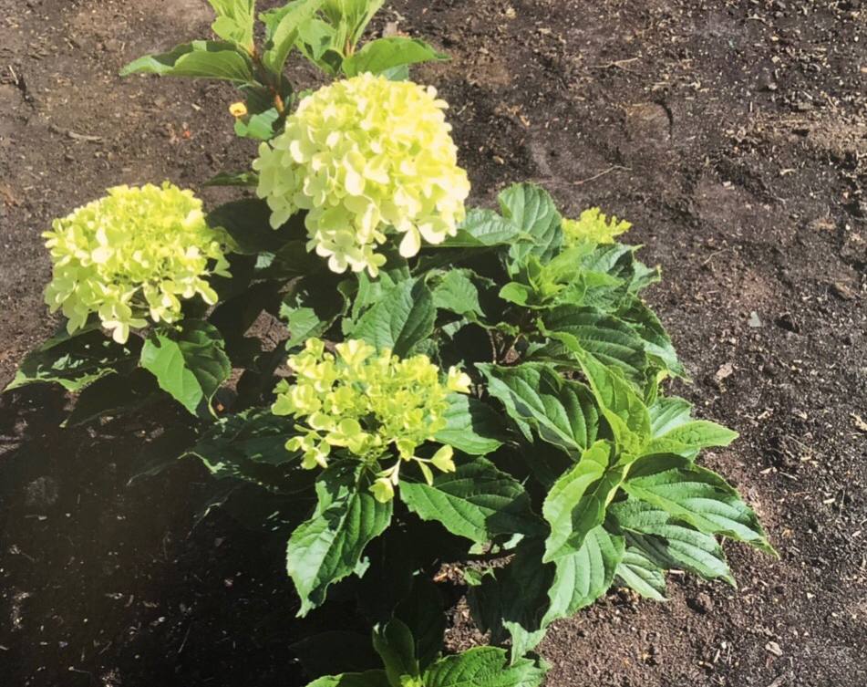 Гортензия метельчатая Пинк Шейд 