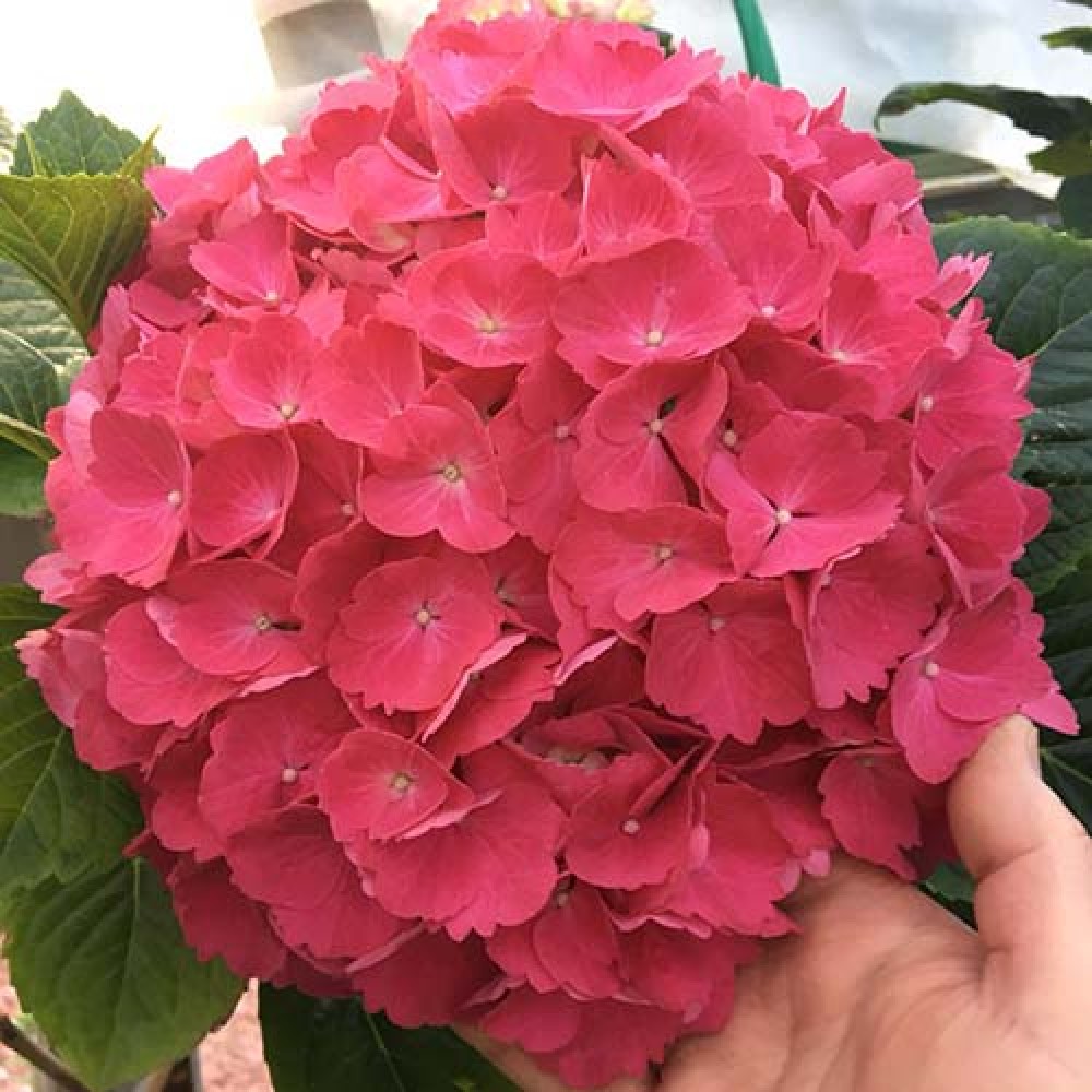 Гортензия крупнолистная Ред Барон