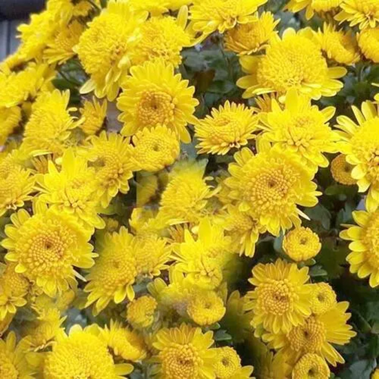 Хризантема Керри (22)