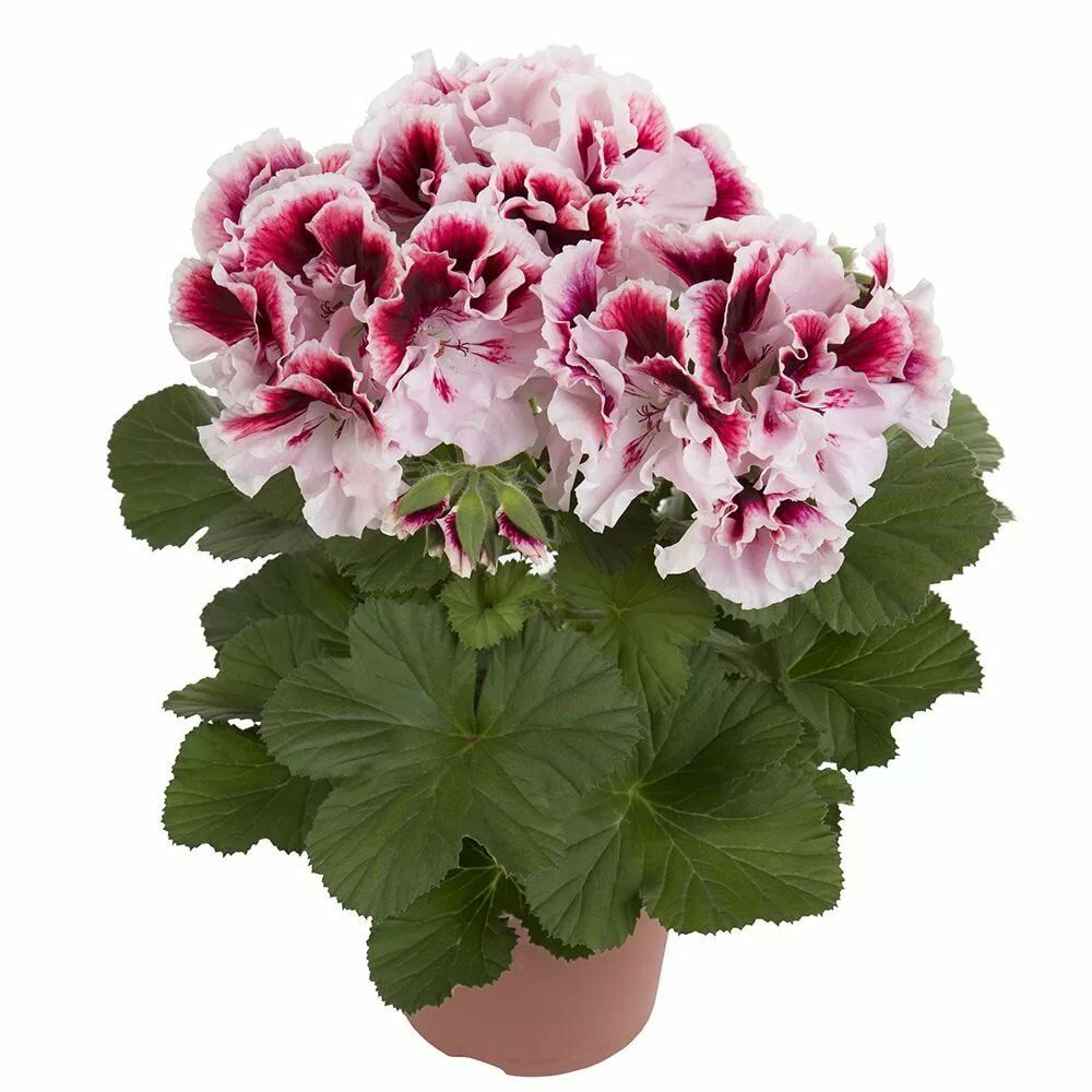 Уход за пеларгонией (геранью). Подготовка к зимовке. Практика по черенкованию                            