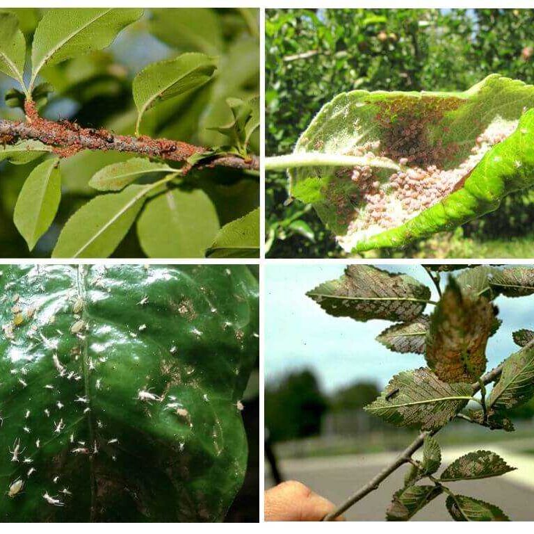 Лекция «Как справиться с болезнями и вредителями плодовых деревьев и ягодных кустарников»