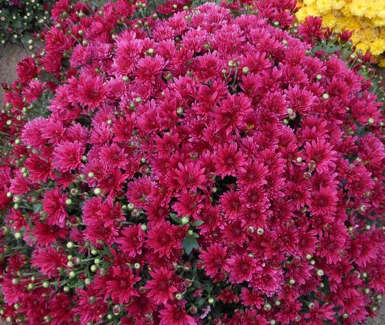 Хризантема Branroyal Purple (№66)