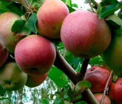 Саженцы яблони «Антей»