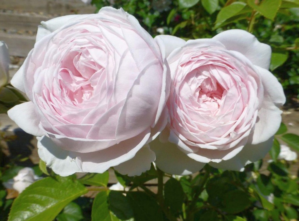 Роза флорибунда Кристина Герцогиня