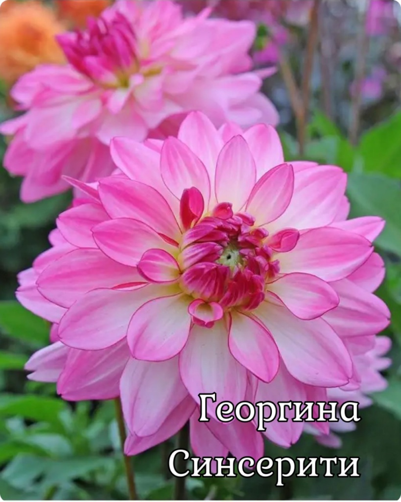 Георгина Синсерити