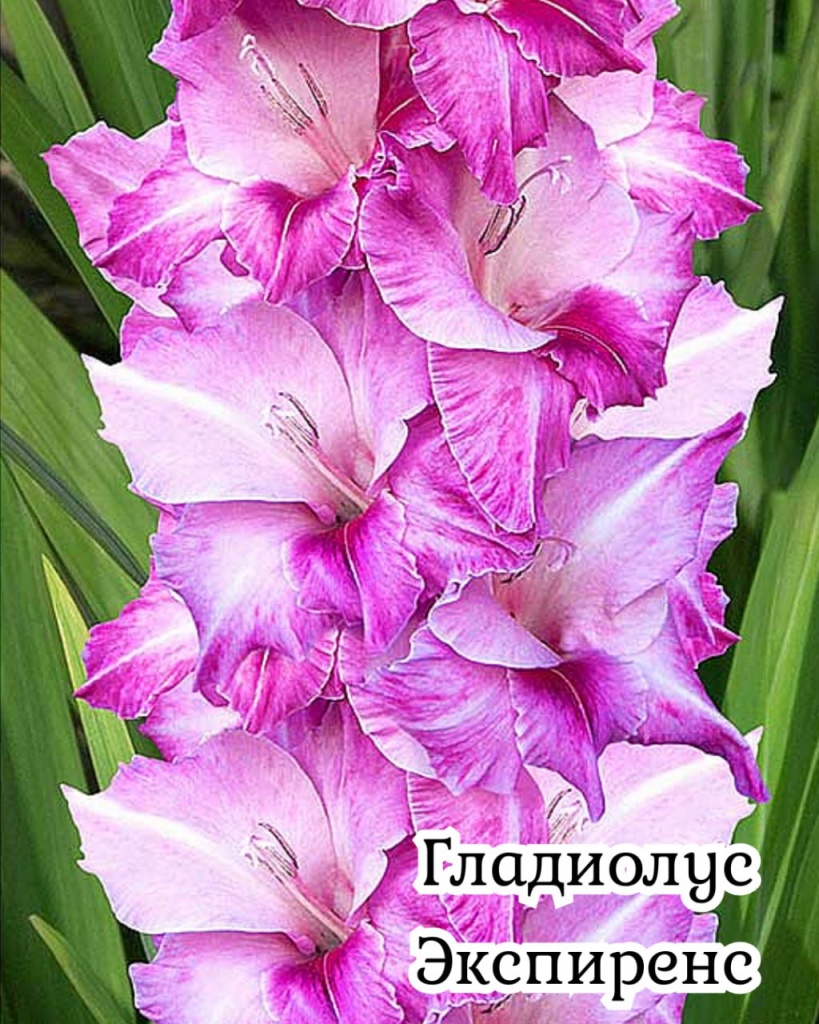 Гладиолус Экспиренс