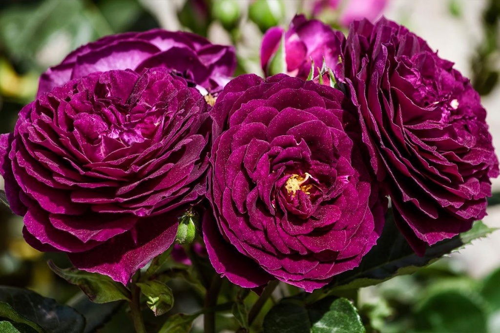 Роза флорибунда Эбб Тайд