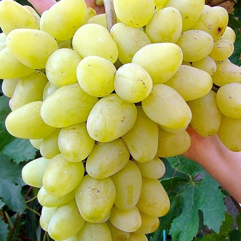 Виноград Аркадия