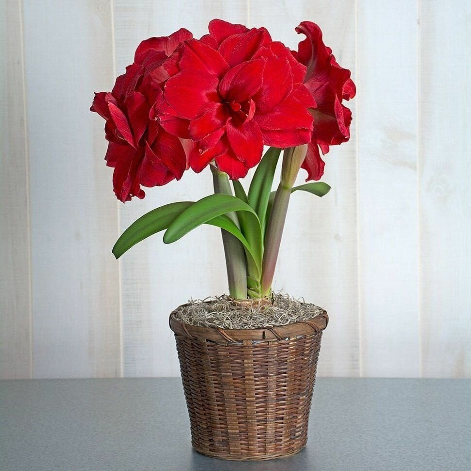 Амариллис Амарантия