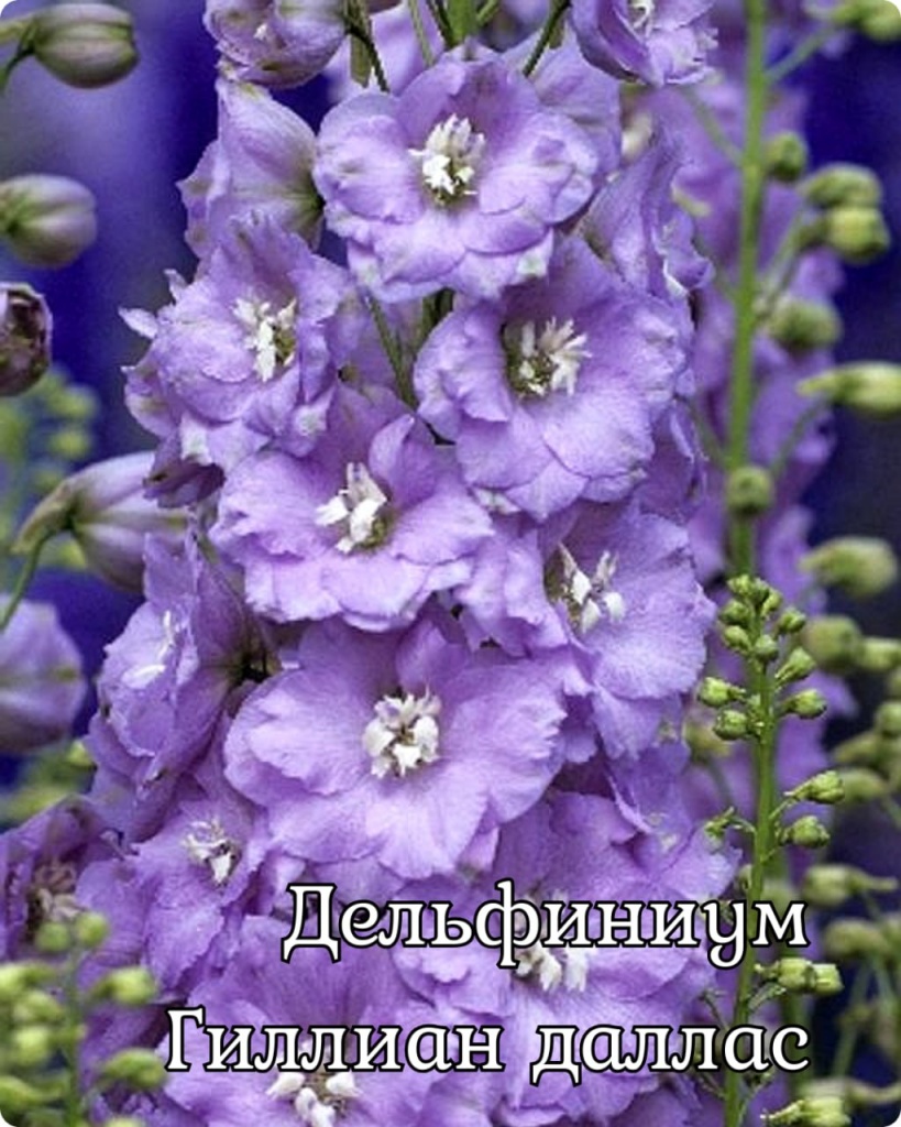 Дельфиниум Гиллиан Даллас