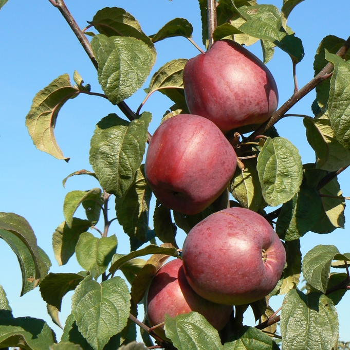 Саженцы яблони «Зорка»