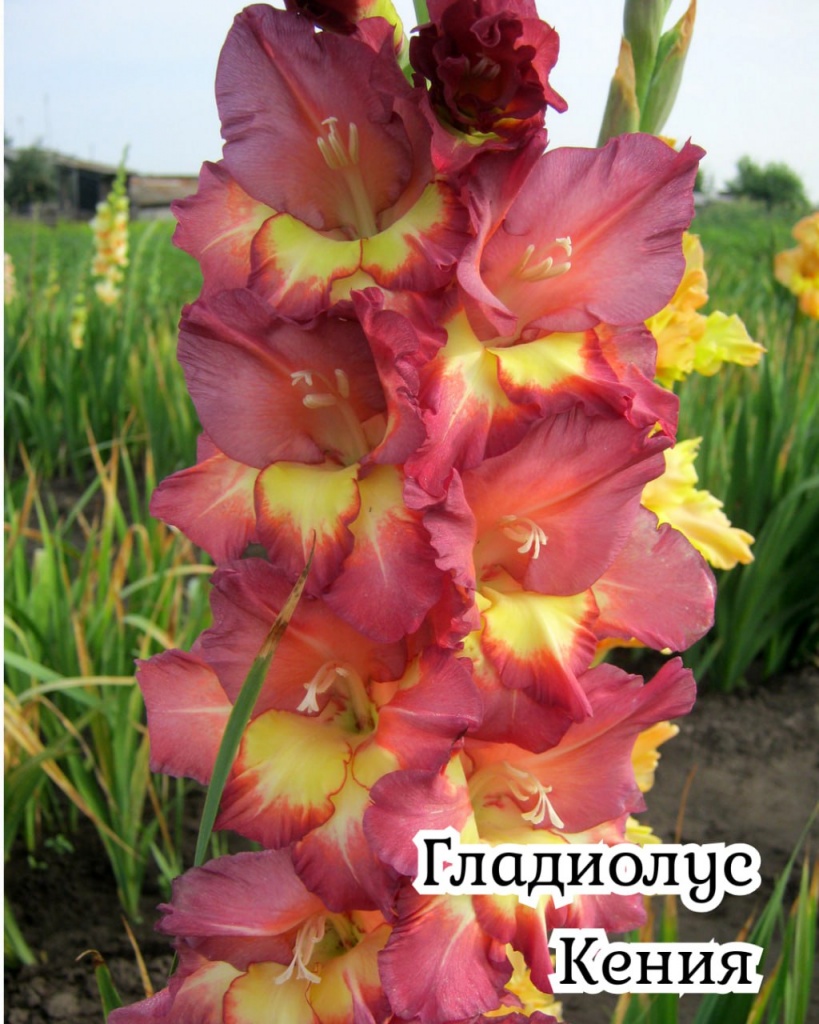 Гладиолус Кения