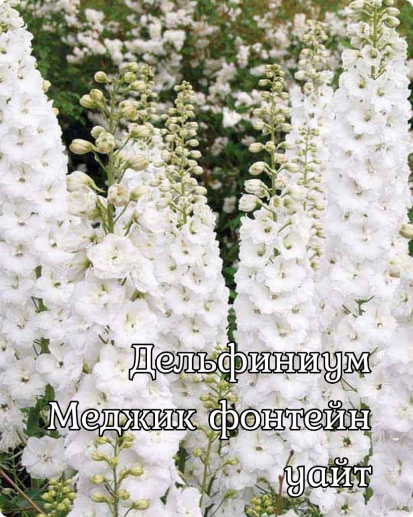 Дельфиниум Меджик Фонтейн Уайт
