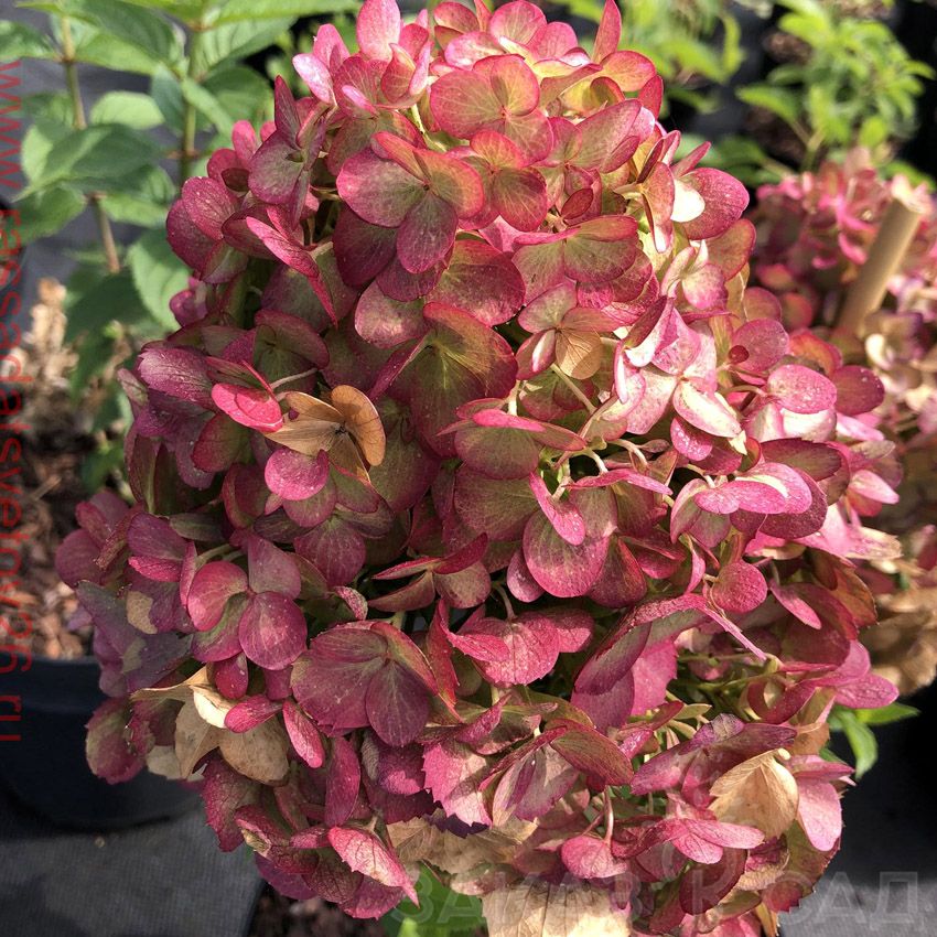 Гортензия метельчатая Полестар