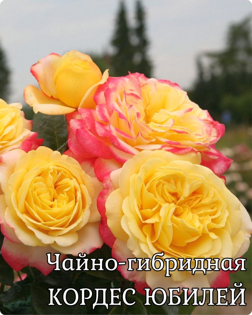 Роза чайно-гибридная Кордес Юбилей