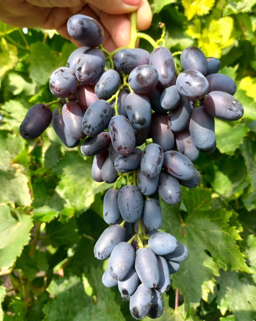 Виноград Академик Авидзба