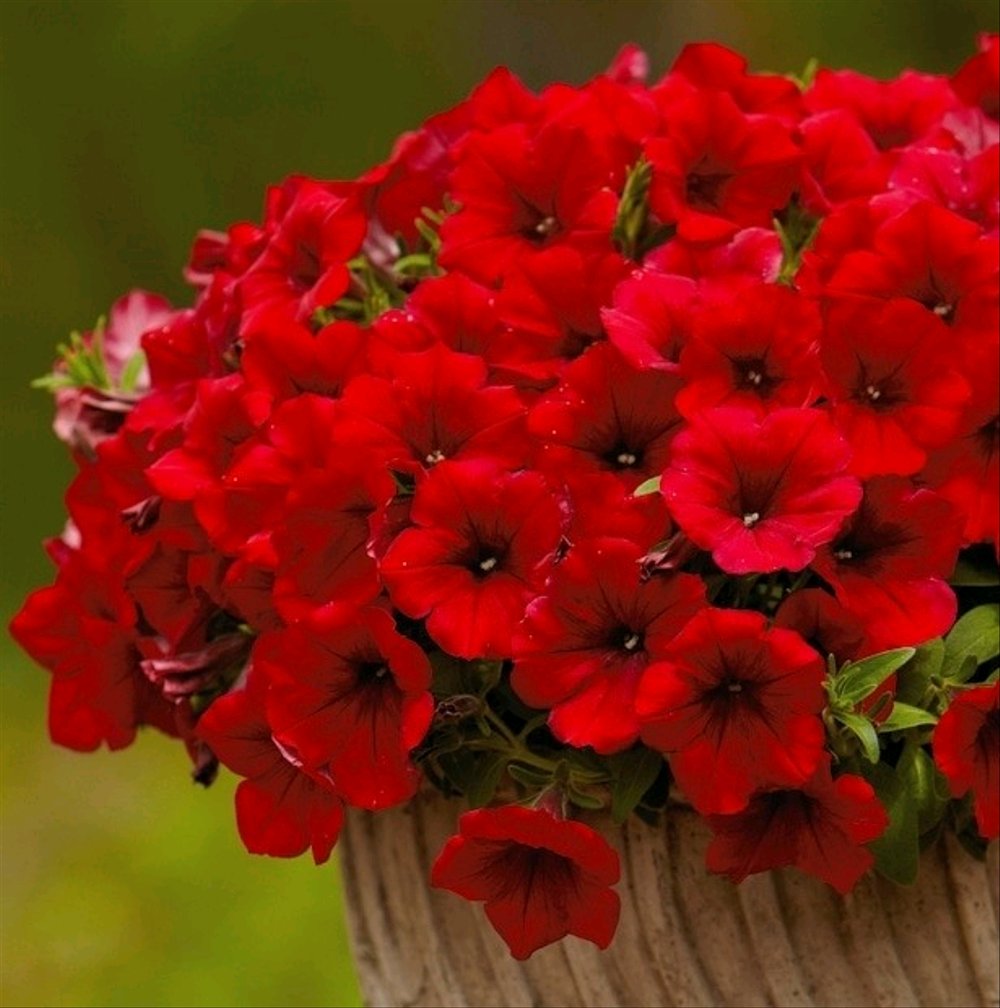 Сурфиния "Red"