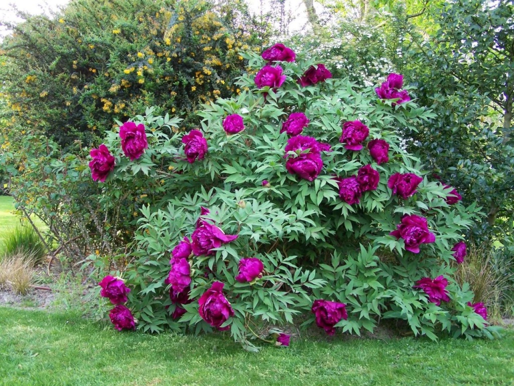 Пион древовидный (привитый на пион травянистый) Дак Блэк-Пёпл
