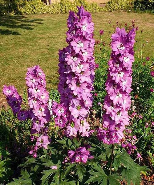 Дельфиниум Меджик Фонтейн Пинк