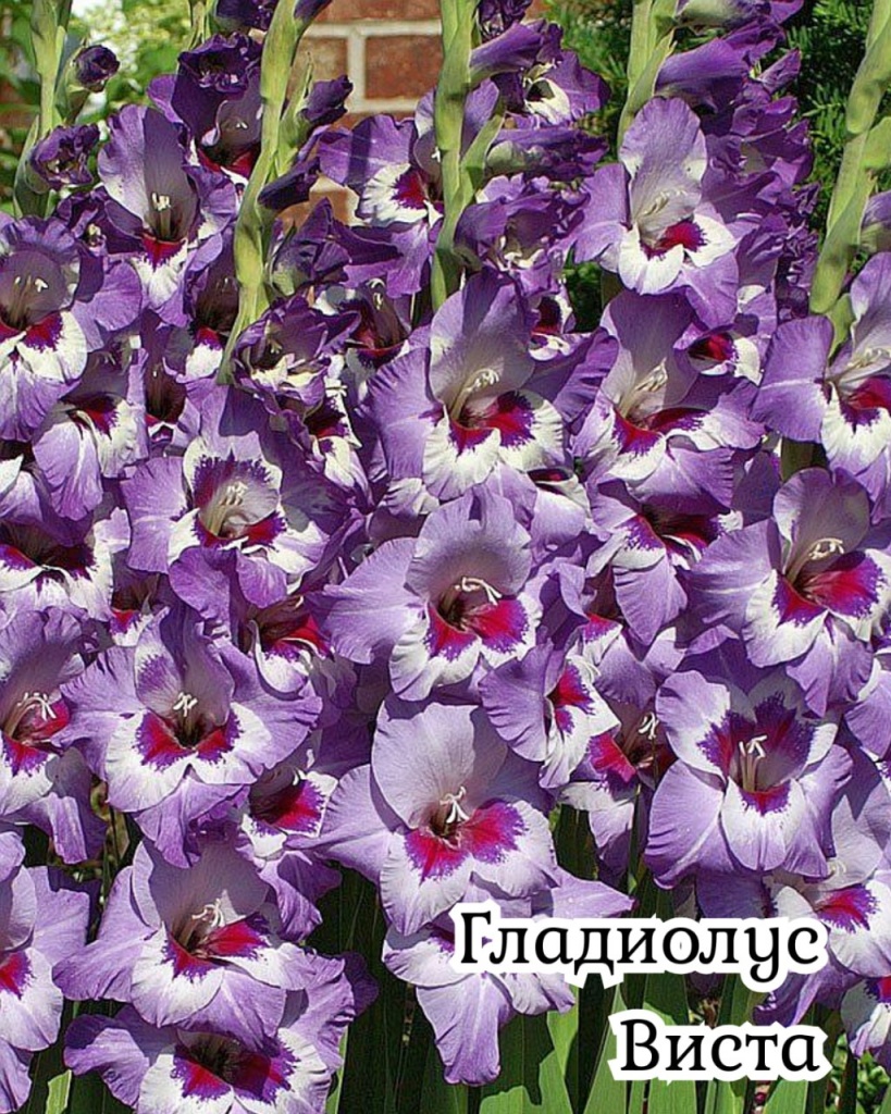 Гладиолус Виста