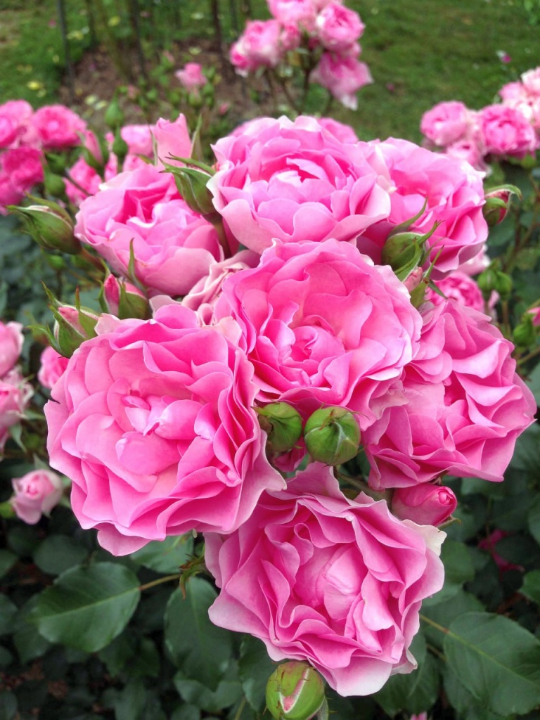 Роза флорибунда Ай Эм Грейтфул