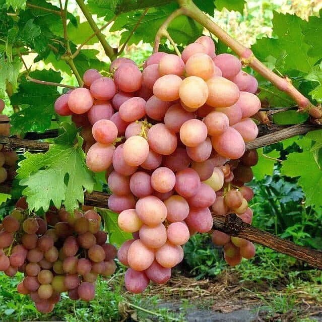 Виноград Ливия