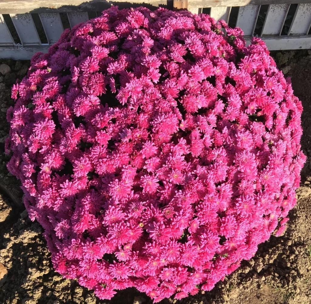 Хризантема Daybreak Sweet Pink (75)