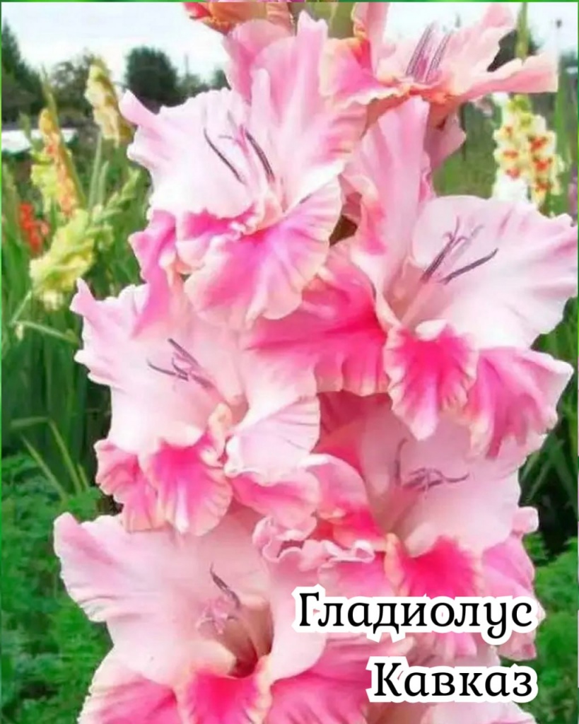 Гладиолус Кавказ