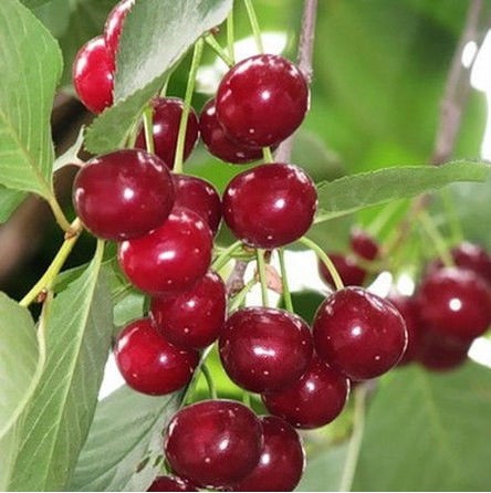 Саженцы вишни «Гриот белорусский»