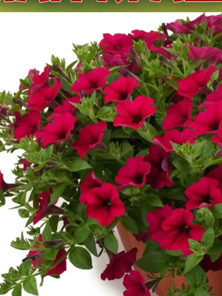 Петуния Май Краш