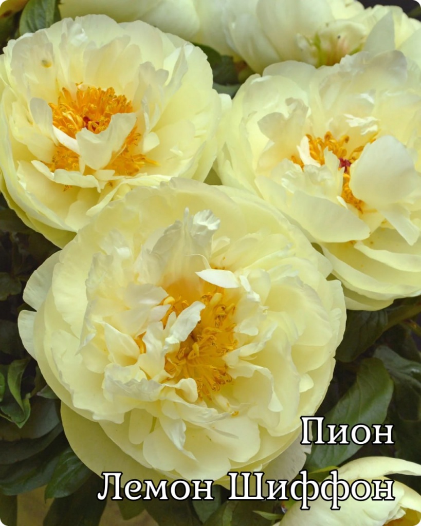 Пони Лемон Шиффон