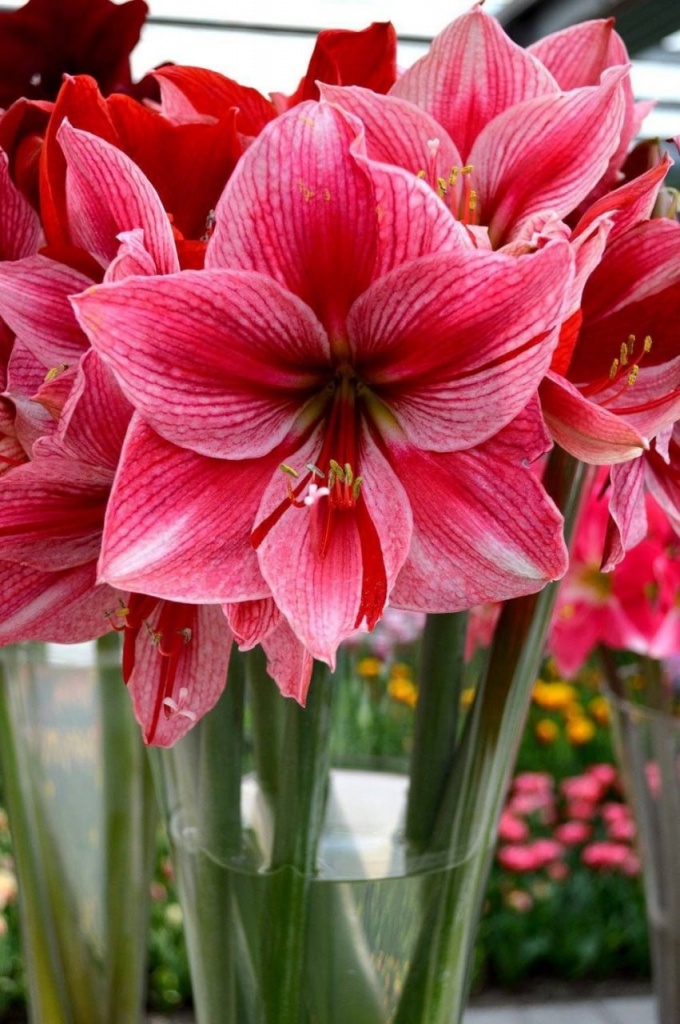 Амариллис Гервазе