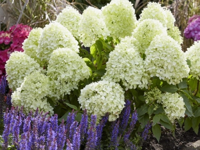 Гортензия метельчатая Литтл Спуки