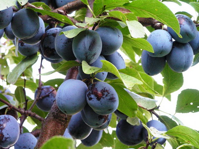 Саженцы сливы «Венгерка белорусская»