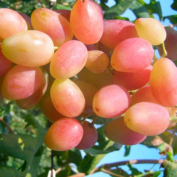 Виноград Анжелика