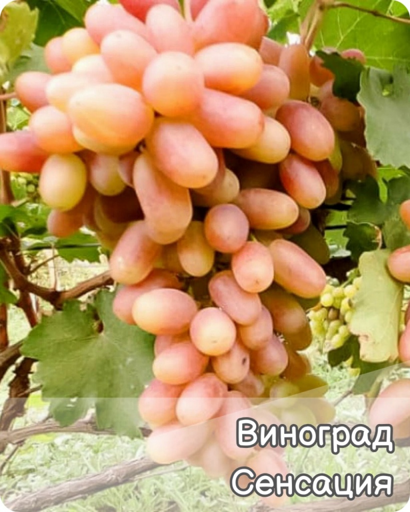 Виноград Сенсация