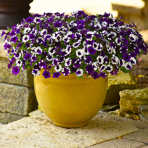 Петуния Шок Вейв Парпл Тай Дай 