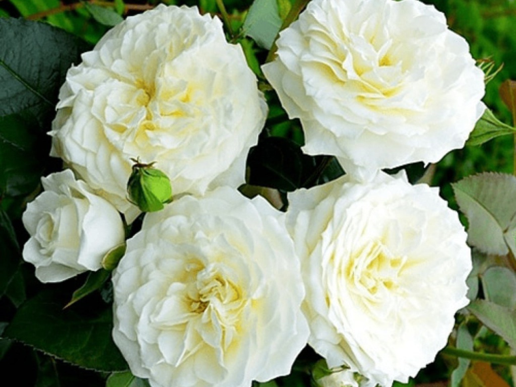 Роза спрей Алабастер