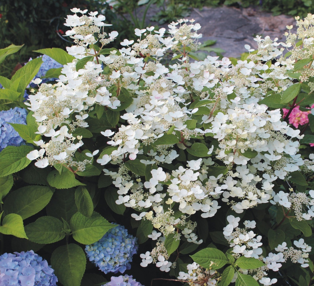 Гортензия метельчатая Эрли Гарри