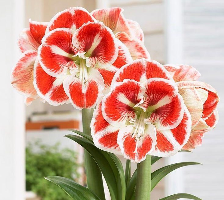 Амариллис Самба