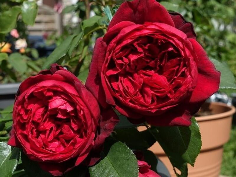 Роза чайно-гибридная Адмирал (Admiral) 