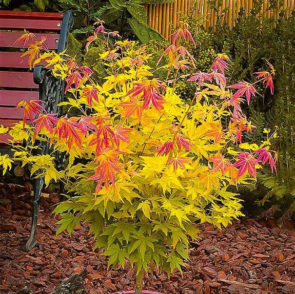 Клен Орандж Дрим