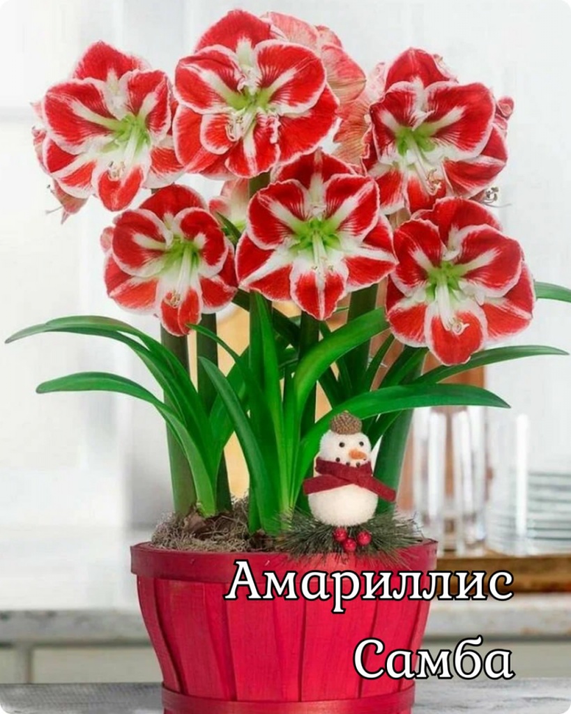 Амариллис Самба