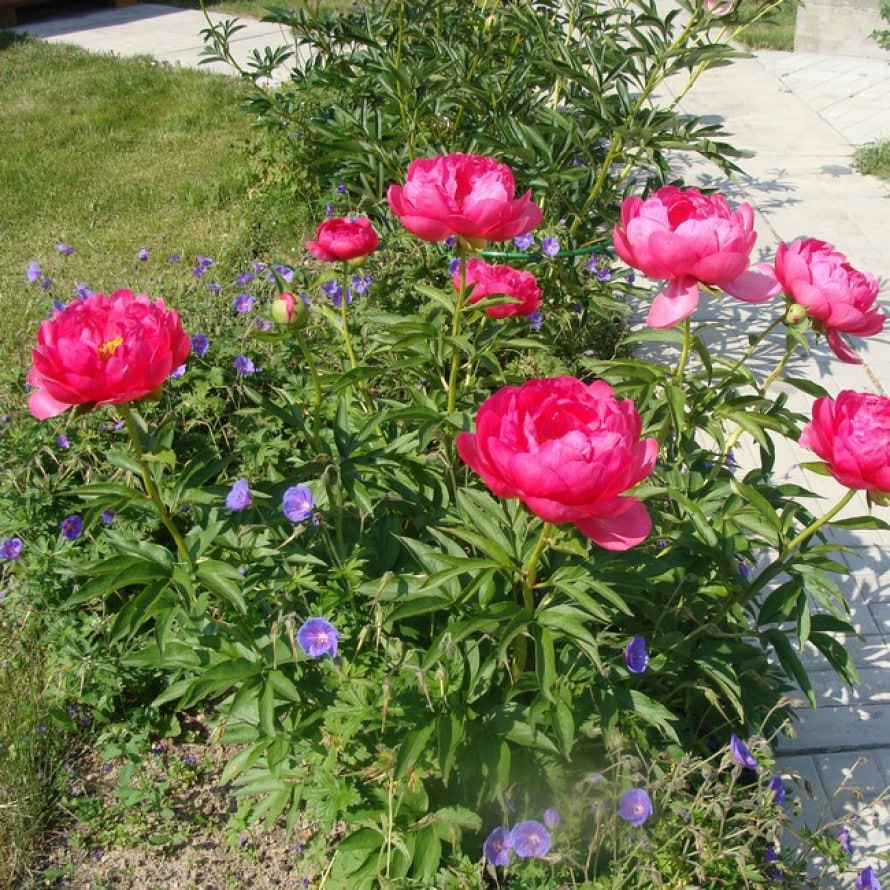 Пион Цитерия