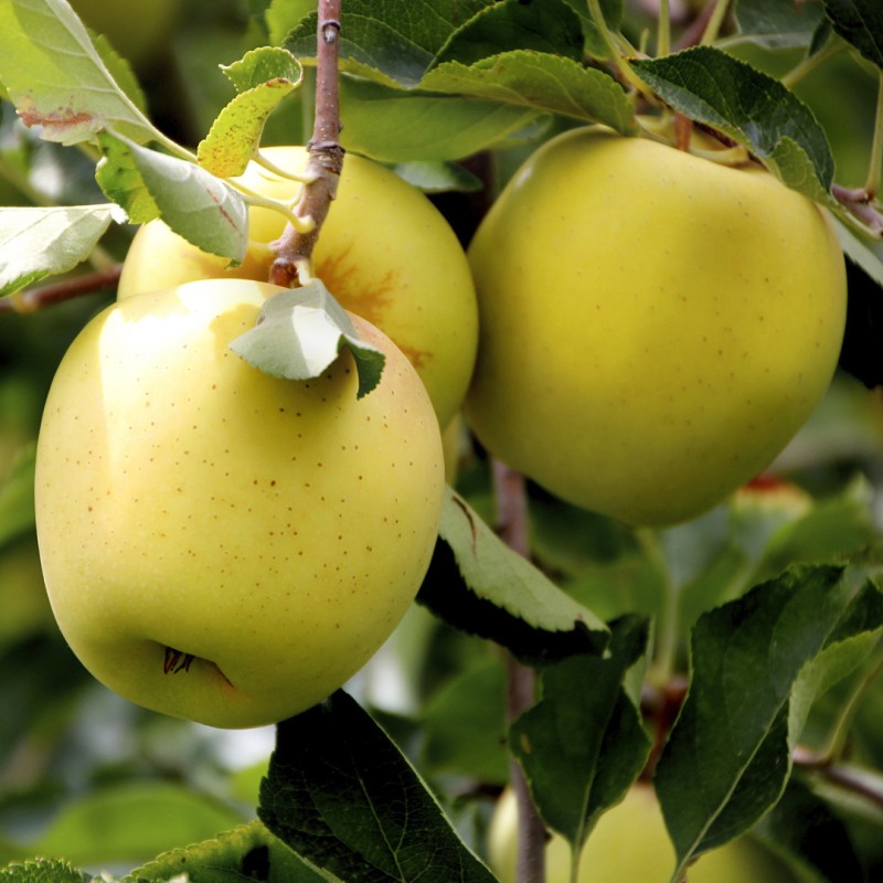 Саженцы яблони «Голден Делишес»