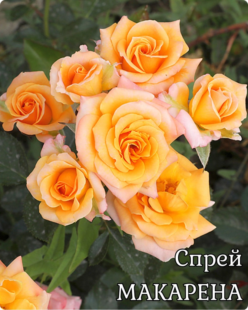 Роза спрей Макарена